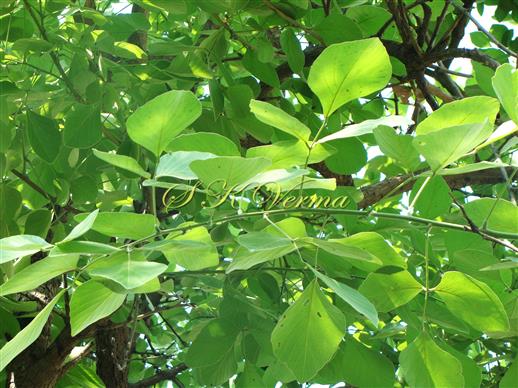  Leaves